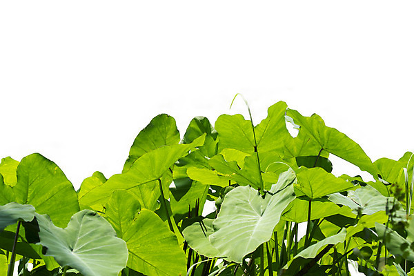 포토 JPG 해외이미지 모양 식물 계절 백그라운드 잎 패턴 자연 추상 사람없음 야외 장식 초록색 물 여름 환경 정원 봄 젖음 성장 흰색 하트 신선 예수 떨어짐 숲 이슬 작음 플라스틱 질감 귀 내추럴 고립 이국적 해외202004 해외포토 자연요소 컬러 컨셉 무늬 재질 신체부위 신_종교 크기 생태계 파일형식 이미지허브