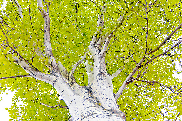 포토 JPG 해외이미지 나무 식물 줄기 단풍 잎 자연 사람없음 목재 초록색 흰색 나뭇가지 숲 나무껍질 자작나무 미루나무 해외202004 해외포토 컬러 재료 껍질 생태계 파일형식 이미지허브