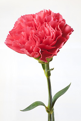 포토 JPG 해외이미지 꽃 사람없음 카네이션 해외202004 해외포토 식물 파일형식 이미지허브