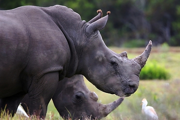 포토 JPG 해외이미지 동물 1 남자 야생동물 여행 곡선 포유류 아프리카 자연 조류 초식동물 생물 뿔 종류 사람없음 야외 힘 흰색 황무지 위험 큼 먹기 사파리 멸종 코뿔소 사바나 힘찬 해외202004 해외포토 나라 선 컬러 컨셉 모션 사람 크기 생태계 파일형식 이미지허브