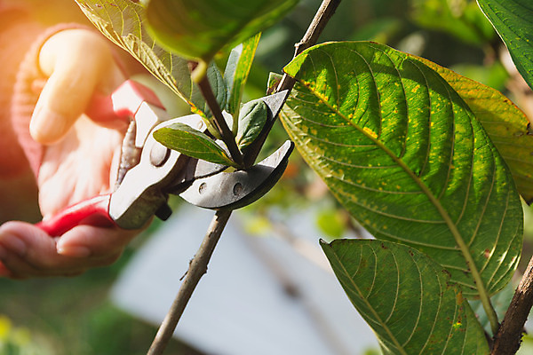 포토 JPG 해외이미지 나무 식물 손 계절 꽃 음식 장갑 백그라운드 잎 농업 자연 건강 사람 취미 사람없음 야외 가로 초록색 금속 정원 봄 성장 나뭇가지 도구 신선 잡기 업무 자르기 관목 유기농 원예 건포도 다듬기 돌봄 원예사 커터 해외202004 해외포토 직업 웰빙 잡화 산업 컬러 모션 재질 포도 신체부위 작업 생태계 건과일 파일형식 이미지허브