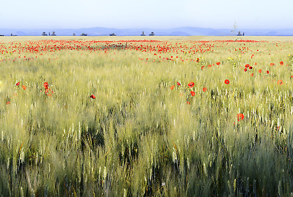 포토 JPG 해외이미지 밭 농업 씨앗 사람없음 빨간색 희망 봄 재산 밀 귀 양귀비 해외202004 해외포토 식물 계절 꽃 감정 산업 컬러 곡류 신체부위 금융 파일형식 이미지허브