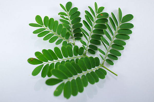 포토 JPG 해외이미지 나무 식물 꽃잎 꽃 결혼 백그라운드 잎 꽃무늬 자연 추상 발렌타인데이 선물 사랑 사람없음 빛 귀여움 스파 봄 수확 벚꽃 축하 신용카드 우아함 닫기 달콤 소프트포커스 다발 질감 부드러움 내추럴 강렬 블러 파스텔톤 해외202004 해외포토 계절 감정 컬러 컨셉 무늬 농업 모션 데이이벤트 촬영기법 이벤트 금융 감각 맛 생태계 파일형식 이미지허브