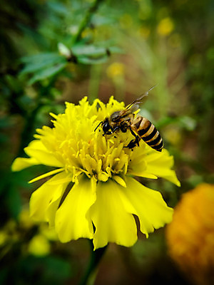 포토 JPG 해외이미지 식물 동물 계절 꽃잎 꽃 야생동물 곤충 백그라운드 잎 꽃무늬 날개 자연 사람없음 야외 초록색 여름 컬러풀 노란색 정원 봄 벚꽃 흰색 수분 벌 바쁨 꽃가루 꿀 내추럴 해외202004 해외포토 컬러 무늬 가루 생태계 파일형식 이미지허브