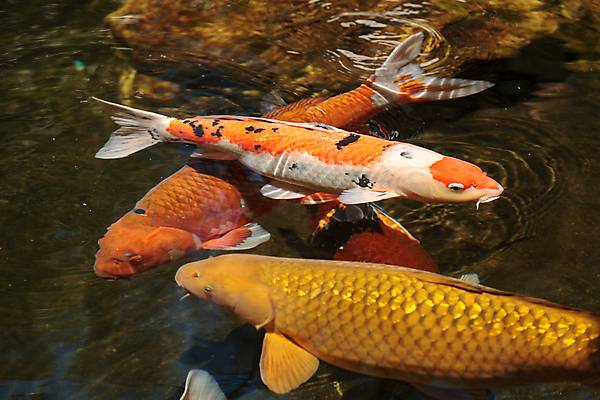 포토 JPG 해외이미지 어류 사람없음 물 정원 일본 미국 연못 먹이 잉어 해외202004 해외포토 자연요소 아시아 북아메리카 수중동물 파일형식 이미지허브