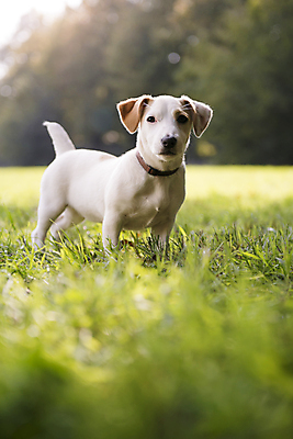 포토 JPG 해외이미지 전신 동물 1 응시 공원 새끼 자연 친절 사람없음 야외 반려동물 갈색 카메라 우주 흰색 개 강아지 작음 잭 송곳니 기르기 동반자 복종 신앙심 유래 주목 충실 카피스페이스 해외202004 해외포토 시선 공공시설 컬러 포유류 전자제품 공백 치아 크기 생태계 돌봄 파일형식 이미지허브
