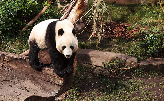 포토 JPG 해외이미지 동물 야생동물 곰 포유류 자연 사람없음 중국 판다 대나무 해외202004 해외포토 나무 아시아 생태계 파일형식 이미지허브