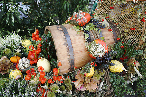 포토 JPG 해외이미지 외관 계절 꽃 백그라운드 벽지 호박 통 창조 사람없음 야외 장식 가로 정원 가을 해외202004 해외포토 식물 채소 파일형식 이미지허브