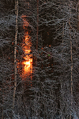 포토 JPG 해외이미지 나무 겨울 사람없음 태양 나뭇가지 숲 해외202004 해외포토 자연요소 식물 계절 파일형식 이미지허브