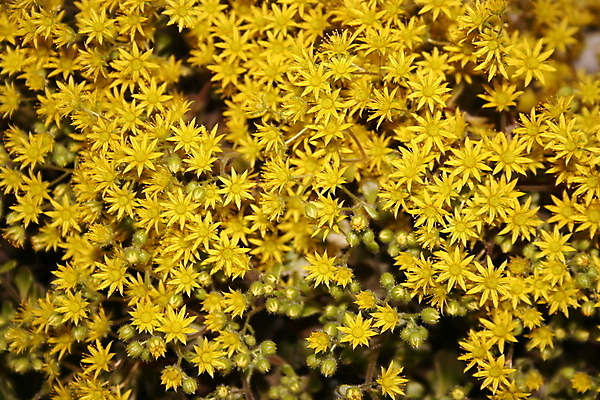 포토 JPG 해외이미지 식물 계절 꽃잎 꽃 줄기 꽃다발 잎 꽃무늬 밭 자연 사람없음 초록색 여름 노란색 정원 봄 벚꽃 신선 작음 꽃집 묘사 원예 내추럴 해외202004 해외포토 컬러 무늬 농업 취미 상점 크기 생태계 파일형식 이미지허브