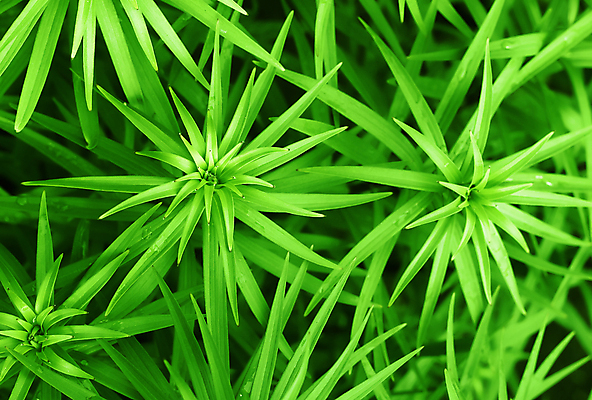 포토 JPG 해외이미지 식물 꽃 백그라운드 잎 꽃무늬 자연 사람없음 초록색 여름 새싹 환경 정원 봄 성장 신선 백합 허브 순수 생물학 내추럴 광합성 생존 해외202004 해외포토 계절 교육 컬러 컨셉 무늬 생태계 파일형식 이미지허브