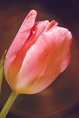 포토 JPG 해외이미지 식물 계절 꽃잎 꽃 분홍색 꽃무늬 자연 사람없음 봄 튤립 벚꽃 신선 묘사 해외202004 해외포토 컬러 무늬 생태계 파일형식 이미지허브