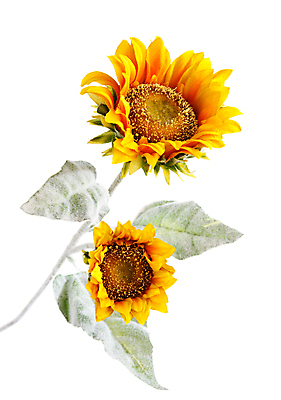 포토 JPG 해외이미지 식물 계절 꽃잎 꽃 줄기 백그라운드 잎 꽃무늬 농업 오렌지 자연 해바라기 씨앗 사람없음 야외 장식 초록색 여름 컬러풀 태양 노란색 머리 정원 맑음 봄 활발 벚꽃 흰색 신선 원형 황금 오브젝트 고립 인공 해외202004 해외포토 자연요소 도형 산업 컬러 컨셉 무늬 과일 날씨 신체부위 생태계 파일형식 이미지허브