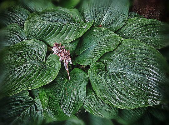 포토 JPG 해외이미지 식물 공원 꽃 백그라운드 잎 자연 벽지 추상 사람없음 야외 장식 초록색 여름 환경 정원 성장 신선 파마 개화 6월 묘사 원예 질감 조경 내추럴 영원 해외202004 해외포토 헤어스타일 계절 공공시설 컬러 무늬 취미 날짜 생태계 파일형식 이미지허브
