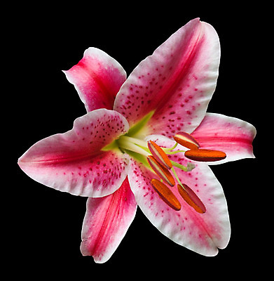 포토 JPG 해외이미지 식물 1 꽃잎 꽃 분홍색 자연 사람없음 검은색 흰색 오픈 백합 싱글 꽃가루 고립 해외202004 해외포토 컬러 가루 생태계 파일형식 이미지허브