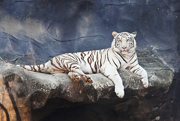 포토 JPG 해외이미지 주간 한마리 야생동물 엎드리기 동물원 사람없음 야외 맹수 백호 해외202004 해외포토 자연요소 동물 1 모션 호랑이 파일형식 사방신 이미지허브