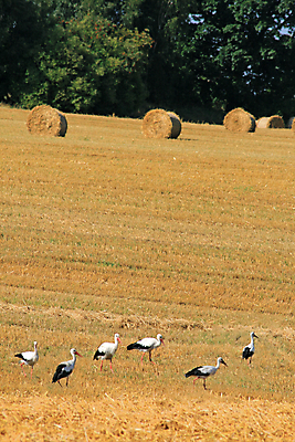 포토 JPG 해외이미지 밭 농업 가족 콩 풍경 사람없음 야외 세로 초록색 여름 햇빛 농장 쌓기 수확 시골 먹이 낟알 땅 심볼 그림 드럼 광택 뭉치 밀짚 폴란드 밭일 자동화 황새 해외202004 해외포토 계절 유럽 산업 컬러 관계 모션 조류 타악기 곡류 태양 짚 파일형식 이미지허브