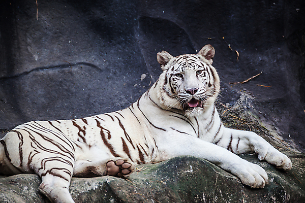 포토 JPG 해외이미지 주간 한마리 야생동물 엎드리기 동물원 사람없음 야외 맹수 백호 해외202004 해외포토 자연요소 동물 1 모션 호랑이 파일형식 사방신 이미지허브