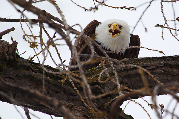포토 JPG 해외이미지 주간 야생동물 사람없음 야외 먹기 독수리 흰머리독수리 해외202004 해외포토 자연요소 동물 모션 조류 파일형식 이미지허브