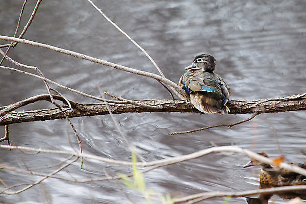 포토 JPG 해외이미지 호수 야생동물 날개 자연 조류 오리 사람없음 목재 빨간색 물 파란색 강 컬러풀 갈색 머리 검은색 웹 에너지 연못 깃털 묘사 부리 북쪽 물새 청둥오리 물갈퀴 계산서 해외202004 해외포토 자연요소 나무 동물 컬러 인터넷 재료 신체부위 방향 생태계 파일형식 이미지허브