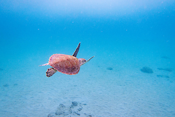 포토 JPG 해외이미지 동물 야생동물 모래 바다 백그라운드 패턴 사람없음 여름 파란색 바닷속 수중 거북이 다이빙 질감 해외202004 해외포토 계절 컬러 무늬 파충류 수영 수중스포츠 파일형식 이미지허브