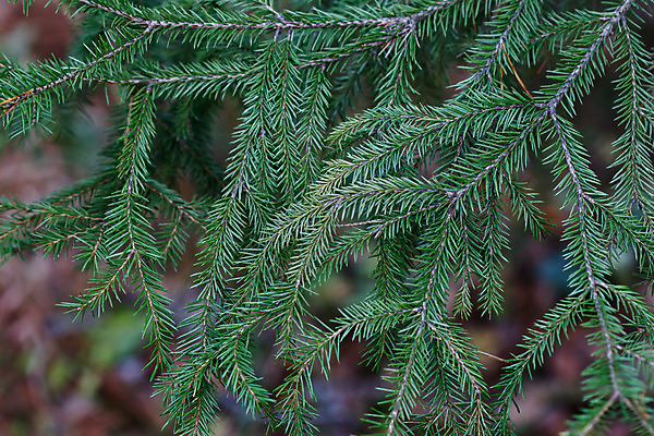 포토 JPG 해외이미지 나무 식물 전통 잎 크리스마스장식 크리스마스 자연 휴가 왕관 새해 크리스마스카드 사람없음 크리스마스트리 산타클로스 소나무 숲 해피뉴이어 상록수 전나무 노엘 크리스마스이브 가문비나무 크리스마스배경 해외202004 해외포토 기념일 백그라운드 카드_감사 새해인사 생태계 파일형식 이미지허브