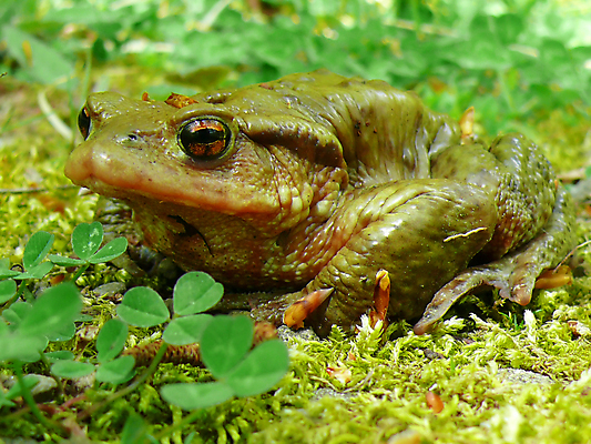 포토 JPG 해외이미지 동물 파충류 자연 개구리 양서류 사람없음 초록색 갈색 흰색 닫기 피부 두꺼비 고립 못생김 해외202004 해외포토 컬러 모션 신체부위 생태계 파일형식 이미지허브
