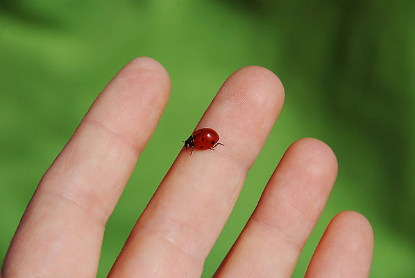포토 JPG 해외이미지 동물 손 여자 곤충 백그라운드 손가락 자연 놀이 관리 사람 사람없음 빨간색 초록색 여름 햇빛 검은색 우정 가을 점 행운 재산 벌레 작음 딱정벌레 피부 무당벌레 해외202004 해외포토 계절 컬러 컨셉 신체부위 금융 친구 태양 크기 생태계 파일형식 이미지허브