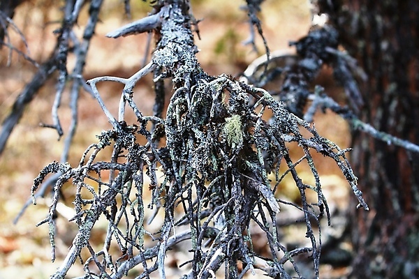 포토 JPG 해외이미지 나무 노르웨이 사람없음 초록색 갈색 숲 해외202004 해외포토 식물 유럽 컬러 파일형식 이미지허브