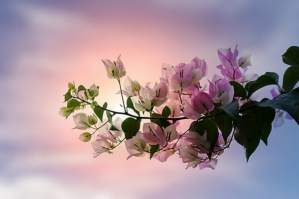 포토 JPG 해외이미지 나무 식물 계절 꽃 문화 분홍색 백그라운드 꽃무늬 자연 하늘 기술 사람없음 야외 장식 세로 초록색 파란색 컬러풀 햇빛 정원 맑음 보라색 침묵 봄 벚꽃 신선 개화 지중해 그리스 질감 내추럴 미코노스섬 해외202004 해외포토 유럽 바다 컬러 섬 무늬 날씨 태양 소리 생태계 파일형식 이미지허브