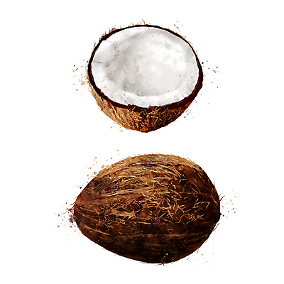 포토 JPG 해외이미지 과일 일러스트 사람없음 코코넛 해외202004 해외일러스트 파일형식 이미지허브