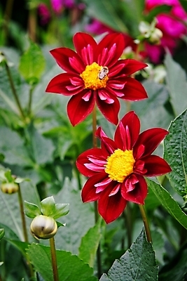 포토 JPG 해외이미지 식물 꽃잎 꽃 줄기 잎 꽃무늬 자연 사람없음 빨간색 노란색 새싹 정원 개화 그룹 역사 달리아 묘사 원예 내추럴 해외202004 해외포토 컬러 무늬 취미 생태계 파일형식 이미지허브