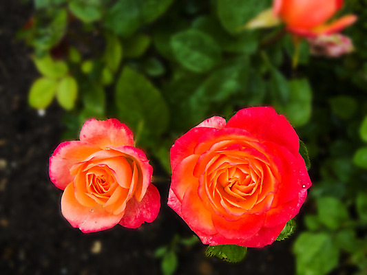 포토 JPG 해외이미지 식물 캐릭터 디자인 꽃잎 꽃 분홍색 꽃다발 결혼 백그라운드 잎 자연 결혼식 휴가 발렌타인데이 사랑 이벤트 사람없음 장식 장미 정원 축하 떨어짐 원예 구성 해외202004 해외포토 감정 컬러 컨셉 데이이벤트 취미 생태계 파일형식 이미지허브