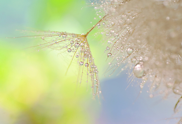 포토 JPG 해외이미지 식물 꽃 줄기 꽃무늬 밭 자연 씨앗 사람없음 야외 여름 햇빛 태양 봄 성장 벚꽃 물방울 신선 개화 민들레 4월 5월 실크 부드러움 솜털 모종 많음 해외202004 해외포토 자연요소 계절 컨셉 무늬 농업 직물 감각 날짜 생태계 파일형식 이미지허브