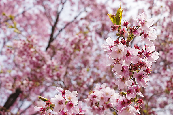 포토 JPG 해외이미지 식물 계절 꽃잎 꽃 분홍색 백그라운드 잎 꽃무늬 자연 하늘 새로움 사람없음 야외 빨간색 여름 햇빛 우주 정원 일본 맑음 봄 활발 벚꽃 나뭇가지 신선 개화 과수원 묘사 부드러움 내추럴 해외202004 해외포토 나무 아시아 컬러 컨셉 무늬 농업 날씨 태양 감각 생태계 파일형식 이미지허브