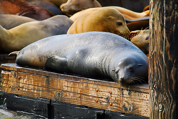 포토 JPG 해외이미지 동물 바다 여행 장난 포유류 사람없음 물 여행객 항구 캘리포니아 포트 해외202004 해외포토 자연요소 교통시설 사람 미국 파일형식 이미지허브