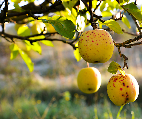포토 JPG 해외이미지 잎 다이어트 아침 사람없음 가을 신선 사과 과수원 유기농 화창 해외202004 해외포토 주간 식물 웰빙 계절 농업 과일 날씨 건강 파일형식 이미지허브