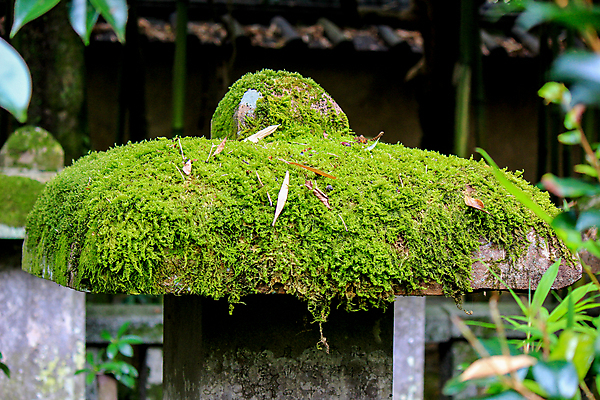 포토 JPG 해외이미지 나무 식물 공원 무지개 잎 자연 지붕 휴식 사람없음 빨간색 컬러풀 활발 가을 나뭇가지 신선 사찰 닫기 숲 자연백그라운드 해외202004 해외포토 자연요소 계절 공공시설 컬러 백그라운드 컨셉 종교건축 모션 생태계 파일형식 이미지허브