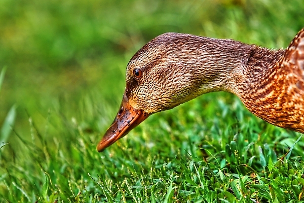 포토 JPG 해외이미지 동물 여자 야생동물 자연 조류 오리 서기 사람없음 컬러풀 갈색 닫기 깃털 부리 청둥오리 동물상 해외202004 해외포토 컬러 모션 사람 조형물 생태계 파일형식 이미지허브