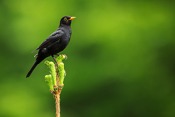 포토 JPG 해외이미지 동물 남자 야생동물 백그라운드 날개 오렌지 자연 조류 사람없음 야외 빛 갈색 노란색 정원 검은색 봄 가수 흰색 나뭇가지 시골 손목시계 깃털 꼬리 부리 내추럴 고립 해외202004 해외포토 나무 계절 시계 컬러 과일 장신구 사람 음악가 생태계 파일형식 이미지허브