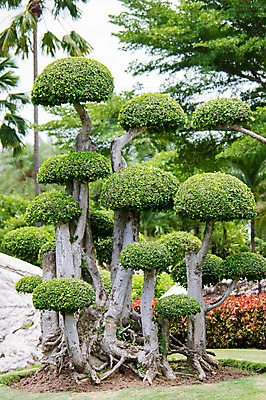 포토 JPG 해외이미지 모양 나무 식물 전통 디자인 꽃 아시아 문화 화초 백그라운드 잎 자연 미술 동양인 취미 사람없음 장식 초록색 정원 일본 중국 흙 미니어처 성장 흰색 나뭇가지 소나무 도자기 냄비 작음 큼 원예 분재 난쟁이 고립 옛날 세련 해외202004 해외포토 나라 컬러 문화예술 인종 모형 솥 크기 생태계 파일형식 이미지허브