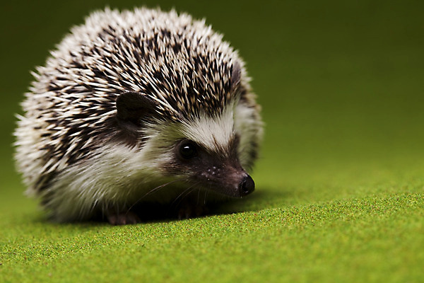 포토 JPG 해외이미지 동물 한마리 근접촬영 사람없음 고슴도치 해외202004 해외포토 1 뷰포인트 포유류 파일형식 이미지허브