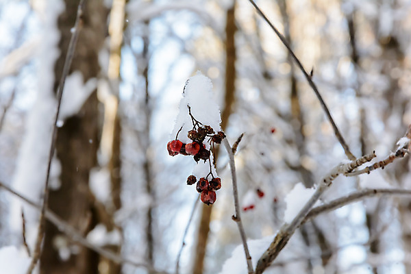 포토 JPG 해외이미지 나무 식물 구름 디자인 계절 공원 열매 음식 여행 백그라운드 크리스마스 겨울 과일 자연 하늘 표면 날씨 풍경 사람없음 야외 목재 빨간색 빛 햇빛 태양 갈색 환경 정원 맑음 냉동 얼음 검은색 추위 흰색 나뭇가지 숲 서리 장면 층 내추럴 해외202004 해외포토 자연요소 공공시설 기념일 컬러 재료 생태계 파일형식 이미지허브