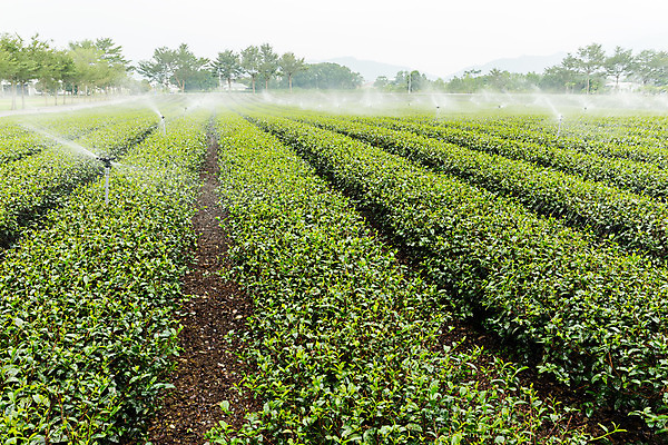 포토 JPG 해외이미지 나무 식물 손 아시아 잎 밭 농업 자연 주택 풍경 경사 사람없음 야외 초록색 물 여름 농장 노란색 환경 정원 중국 성장 시골 신선 차 수증기 수집 대만 뿌리기 언덕 물주기 유기농 시스템 산악지대 밭일 공급 해외202004 해외포토 자연요소 웰빙 계절 나라 산업 음료 컬러 모션 산 건물 신체부위 생태계 파일형식 이미지허브