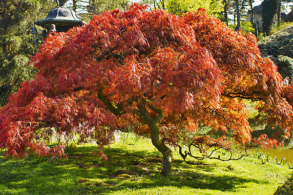포토 JPG 해외이미지 나무 식물 공원 선 단풍 잎 자연 휴가 사람없음 목재 빨간색 초록색 반사 평화 정원 일본 침묵 나뭇가지 연못 황금 숲 명상 보케 해외202004 해외포토 공공시설 아시아 컬러 컨셉 재료 소리 생태계 파일형식 이미지허브
