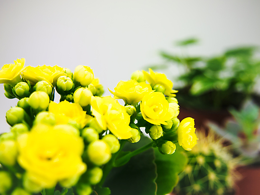 포토 JPG 해외이미지 식물 계절 기념일 꽃 꽃다발 백그라운드 자연 추상 휴가 선인장 미술 사람없음 초록색 여름 노란색 새싹 침묵 봄 활발 흰색 인사 신선 신용카드 달콤 부드러움 내추럴 해외202004 해외포토 컬러 컨셉 무늬 문화예술 이벤트 금융 소리 예절 감각 맛 생태계 파일형식 이미지허브