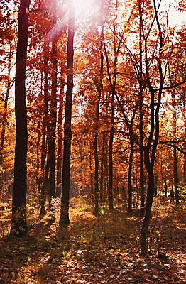 포토 JPG 해외이미지 나무 계절 잎 건조 따뜻함 풍경 사람없음 태양 노란색 침묵 산책 가을 숲 해외202004 해외포토 자연요소 식물 컬러 휴식 소리 파일형식 이미지허브