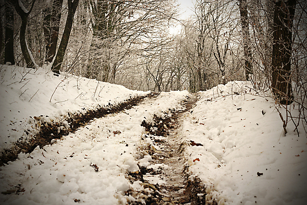 포토 JPG 해외이미지 나무 계절 도로 길 여행 겨울 자연 날씨 추상 풍경 사람없음 야외 가로 환경 얼음 침묵 하이킹 수확 흰색 시골 고독 숲 땅 서리 먼지 장면 비네팅 내추럴 방법 선로 세피아 해외202004 해외포토 자연요소 식물 감정 컬러 무늬 농업 교통시설 레저 촬영기법 소리 생태계 파일형식 이미지허브