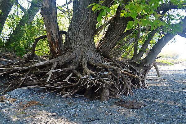 포토 JPG 해외이미지 나무 식물 공원 지구 호수 백그라운드 패턴 자연 풍경 사람없음 야외 목재 초록색 여름 빛 갈색 환경 흙 봄 성장 숲 큼 묘사 유기농 질감 뿌리 나무껍질 내추럴 그런지 땅바닥 옛날 해외202004 해외포토 웰빙 계절 공공시설 컬러 무늬 재료 바닥 껍질 크기 생태계 파일형식 이미지허브