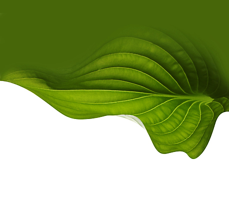 포토 JPG 해외이미지 식물 백그라운드 잎 텍스트 자연 추상 사람없음 초록색 환경 스파 봄 신선 닫기 묘사 에코 질감 내추럴 생태학 카피스페이스 해외202004 해외포토 계절 교육 컬러 무늬 모션 공백 생태계 파일형식 이미지허브